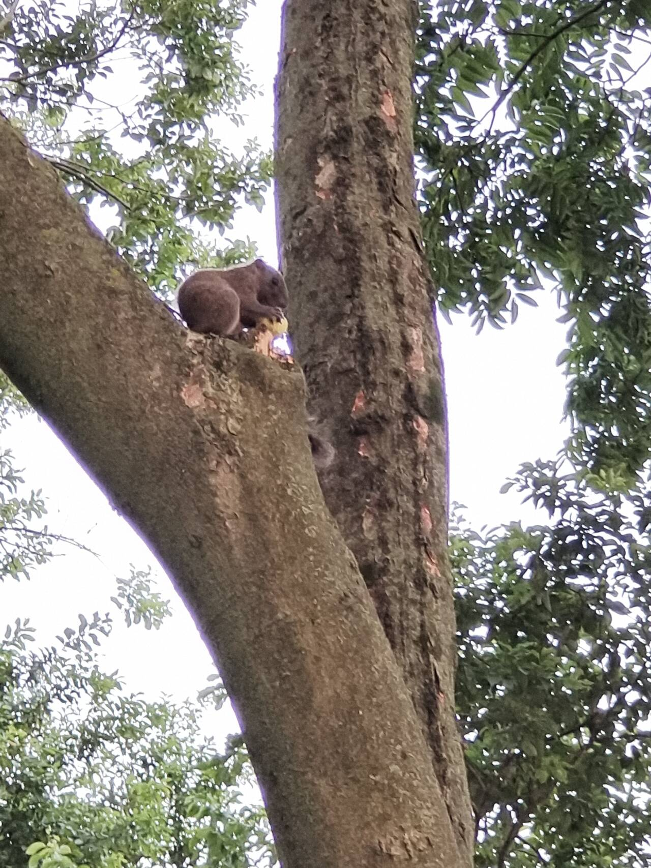 小插曲之旁边树上的小松鼠